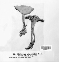 Chalciporus piperatus image